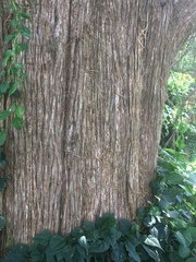 Juniperus virginiana