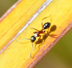 Camponotus innexus