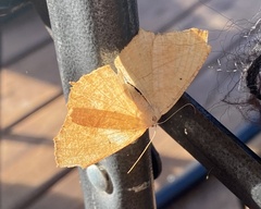 Prochoerodes lineola