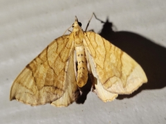 Eulithis diversilineata