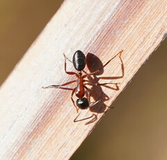 Camponotus innexus