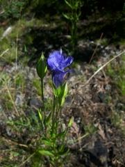 Gentianopsis crinita