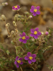Spergularia
