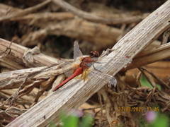 Sympetrum flaveolum