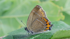 Satyrium pruni