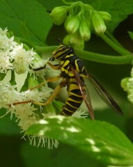 Spilomyia longicornis
