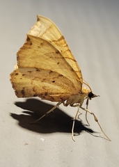 Eulithis diversilineata