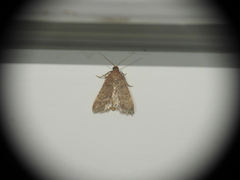 Bostra obsoletalis