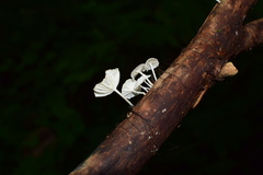 Marasmiineae