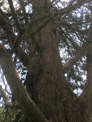 Juniperus virginiana