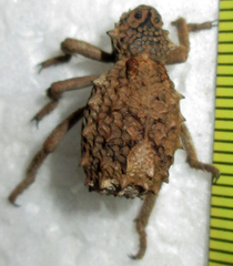 Brachycerinae