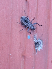 Naupactus leucoloma