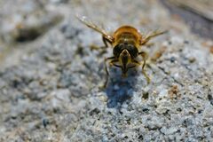 Eristalis tenax