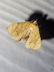 Eulithis diversilineata