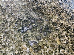 Siphonaria naufragum