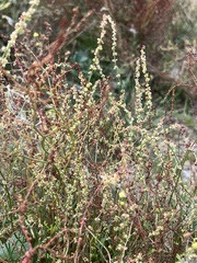 Rumex acetosella