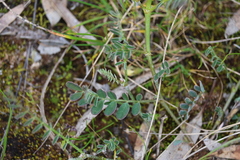 Swainsona procumbens