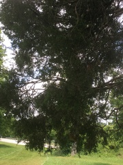 Juniperus virginiana