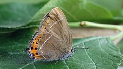 Satyrium pruni