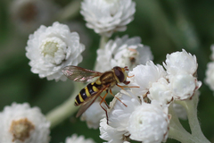 Syrphus opinator