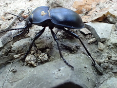 Carabus glabratus