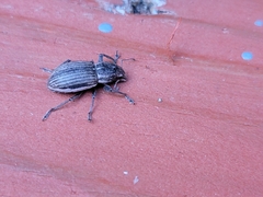 Naupactus leucoloma