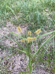 Cyperus strigosus