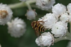 Syrphus opinator