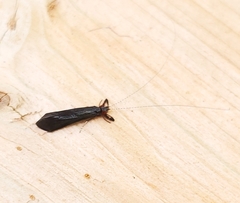 Mystacides sepulchralis