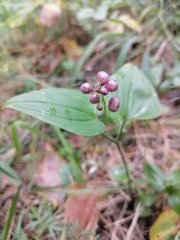 Maianthemum bifolium