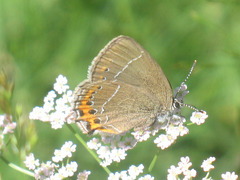 Satyrium pruni