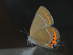 Satyrium pruni
