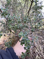 Prostanthera rotundifolia