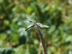 Sympetrum flaveolum
