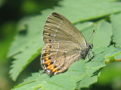 Satyrium pruni