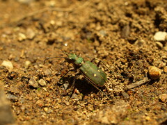 Cicindela campestris
