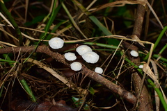 Marasmiineae