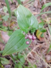 Maianthemum bifolium