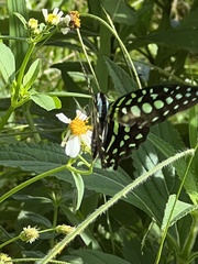 Graphium agamemnon agamemnon