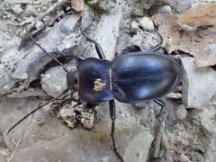Carabus glabratus