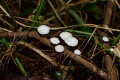 Marasmiineae