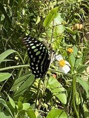 Graphium agamemnon agamemnon