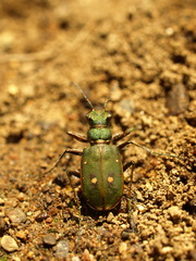 Cicindela campestris