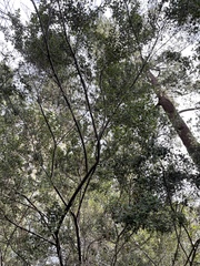 Prostanthera rotundifolia