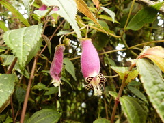 Kohleria affinis