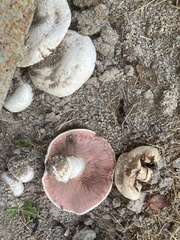Agaricus