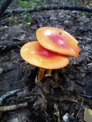 Amanita jacksonii