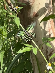 Graphium agamemnon agamemnon