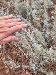 Artemisia austriaca