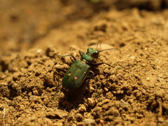 Cicindela campestris